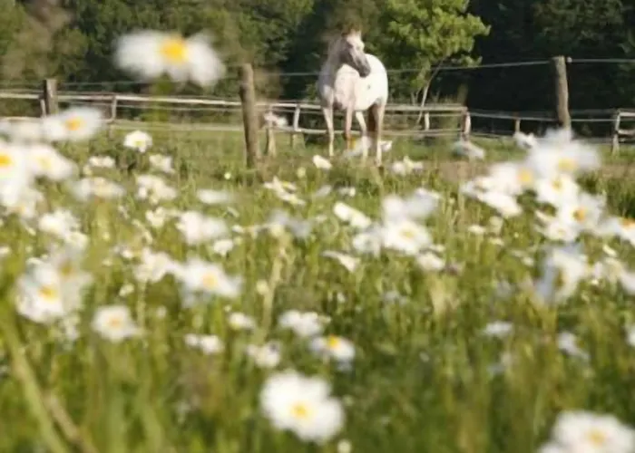 Gut Sarnow - Und Restaurant Hotel Schorfheide